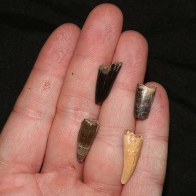 Four (4) Crocodile Suchus Teeth Tooth Dino Age Hell Creek Formation - Cretaceous