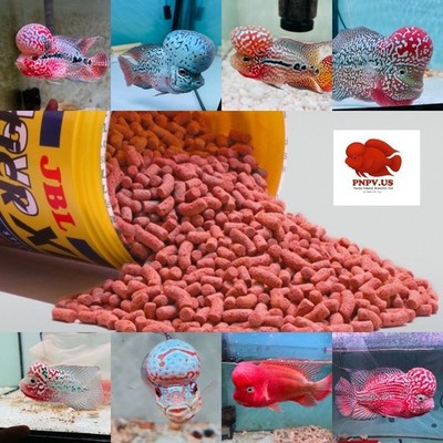 Full size. 400G JBL NovoStick XL   Premium Food for Flowerhorn Cichlid Fish PNPV