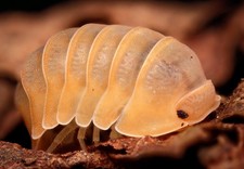 Cubaris Murina "Mandarin Ducky" X 5