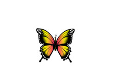 Orange Butterfly T34p Front View Butterfly Vinyl Decal Sticker