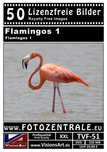 50 images/photos professionnelles libres de licence ! Flamants roses ! (Free Royalty) 550 Mo Photoshop - Photo 1/2