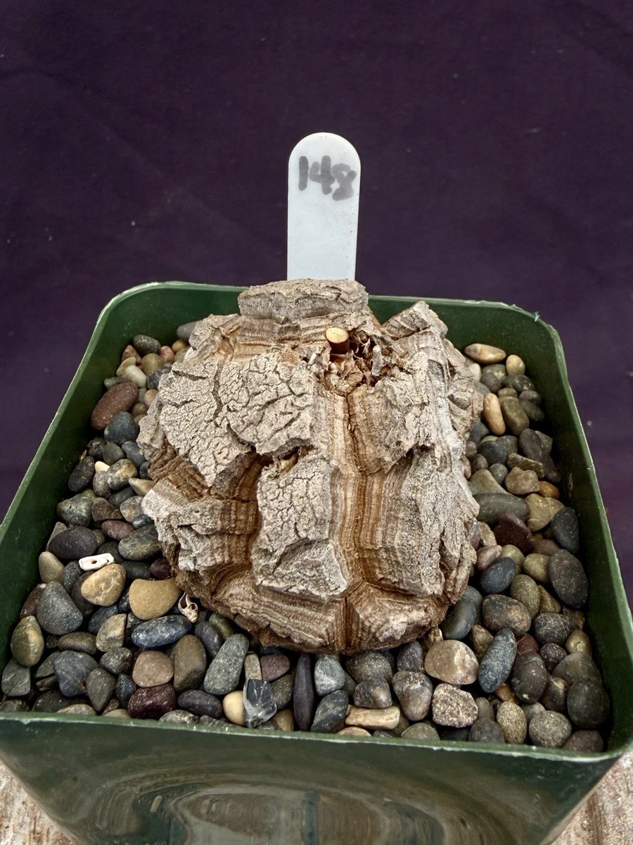 羅本製所 Robin x chun Dioscorea  ball Dioscorea for sale | eBay