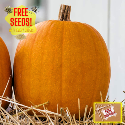 #ad Fresh Jack O Lantern Pumpkin Seeds Heirloom Non GMO Fresh Vegetable Seeds $2.33
