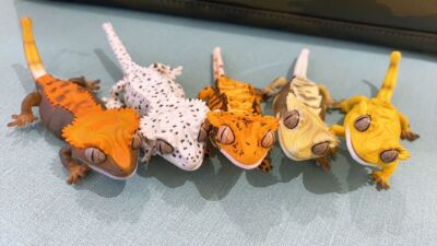 Ikimono Encyclopedia Repti Crested Gecko Figure Doll Complete 5