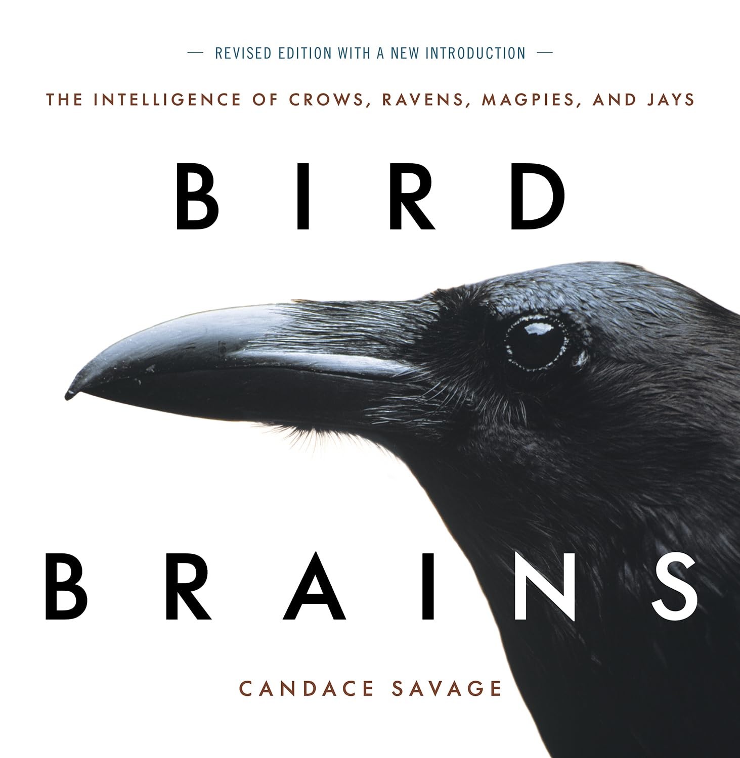 Bird Brains: The Intelligence of Crows, Ravens, Magpies, and Jays, Savage+- - Image 7