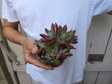 Echeveria harmsii Succulent