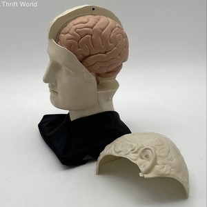 Vintage 1970s Pharmacy Teaching Head Anatomical Human Brain Medical Model