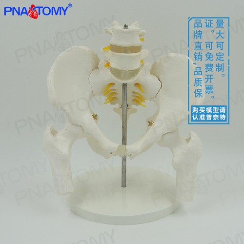 1:1 Male pelvis and femur with two lumbar vertebrae model Medical teaching model - Picture 5 of 5