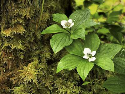 15 WESTERN BUNCHBERRY Alaskan Dogwood Canadian Cornus Unalaschkensis White Sun o