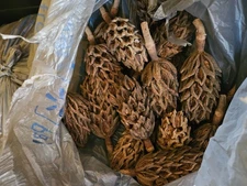 20 Natural Southern Magnolia Tree Seed Pods -  for crafts