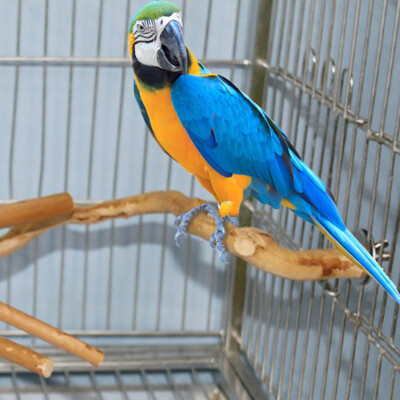 Perroquet achats oiseau debout bâton en bois pôle Parrot jouet oiseau carciste _wf