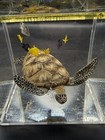 3D Wild Art Turtle With Fish Sculpture Underwater Scene! Stunning Was 300.00 New — photo 7