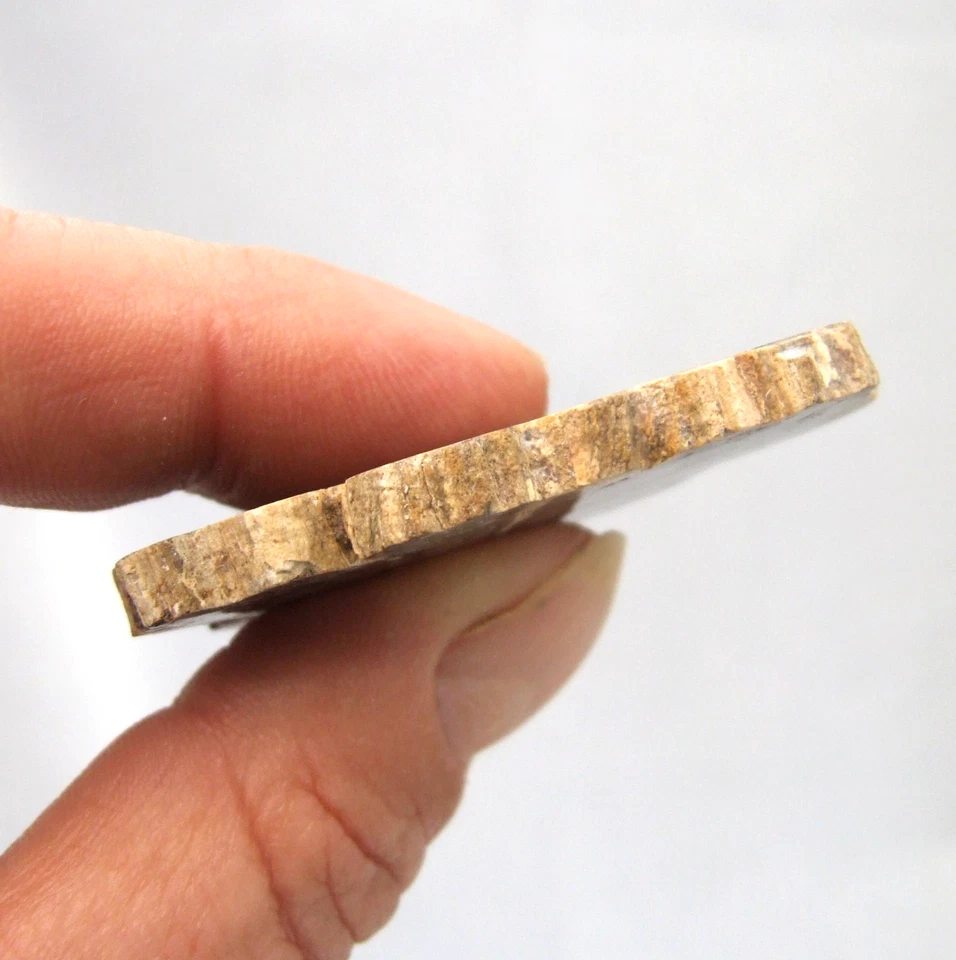 Fossil Petrified Wood Slice Madagascar Polished 4.5cm x 3cm 15g - Image 3 of 4