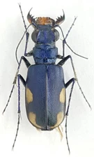 Carabidae, Cicindelinae Cicindela lacteola brodskii E Kazakhstan