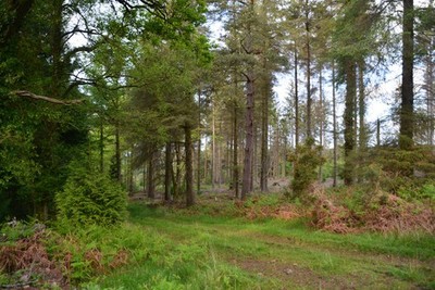 Photo A3 West Somerset : Woodland Track Carhampton This track is the map c2017
