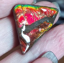 Ammolite  Ammonite Coated Stone 30.7x21.5x5.9mm #10786