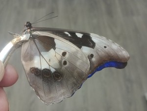 Morpho Helena | eBay