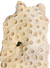 Fossil coral from Maryland Miocene — photo 2