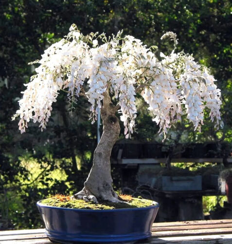White Rain Wisteria Bonsai Tree seeds, with detailed growing instructions - Picture 2 of 5
