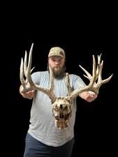 GIANT 174 Full Skull Whitetail Deer Antler Horns Taxidermy Mount Man Cave Decor