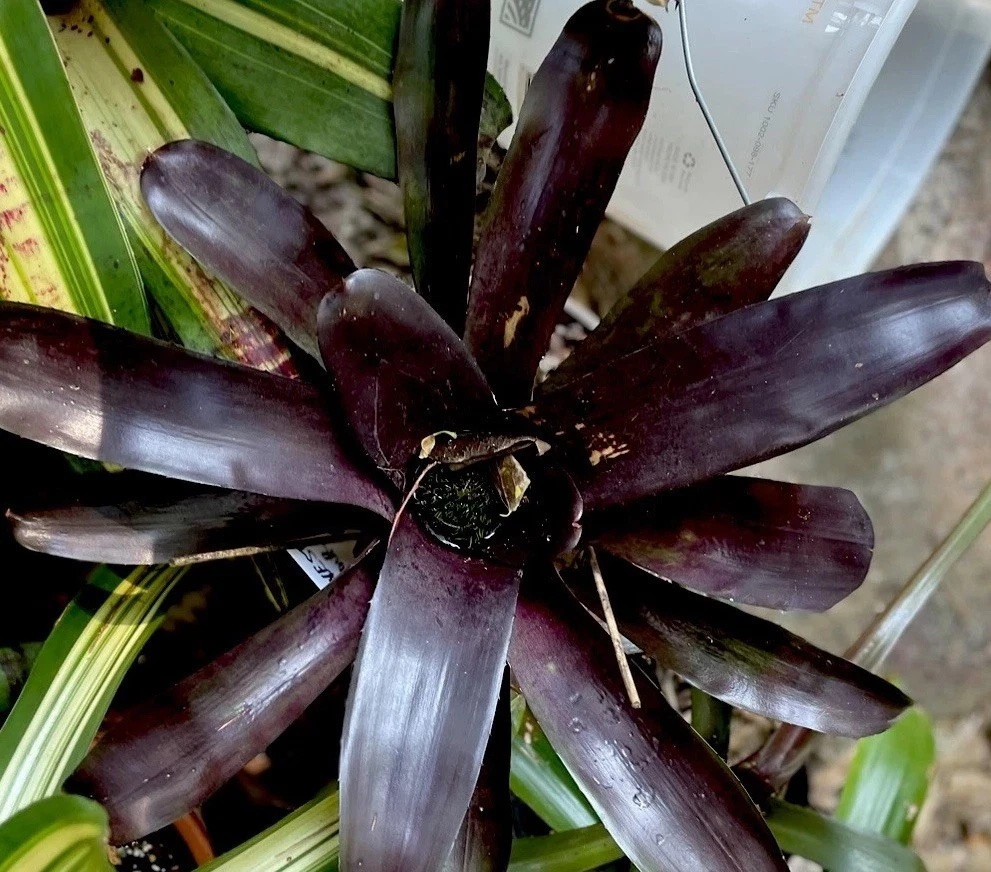 Bromeliad Tropical Houseplants for sale | eBay