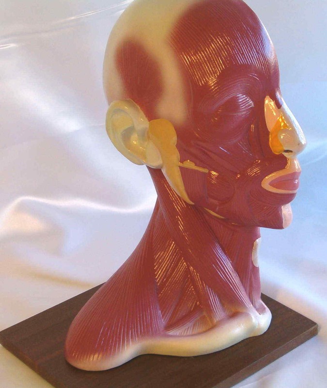Lifesize human head neck anatomical anatomy model New