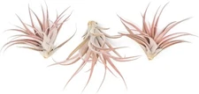 Tillandsia Capitata Peach Air Plants - Easy Care Indoor Outdoor Decor