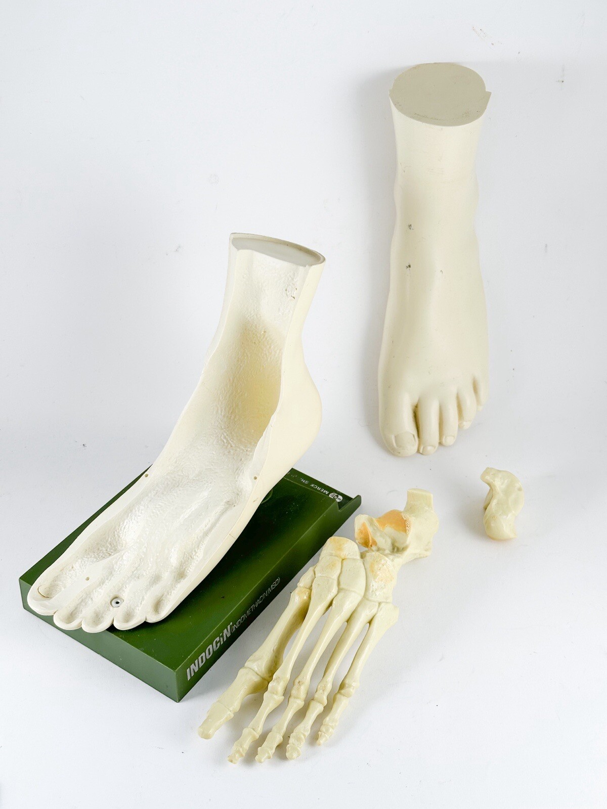 Merck Sharpe & Dome Anatomic Foot Model