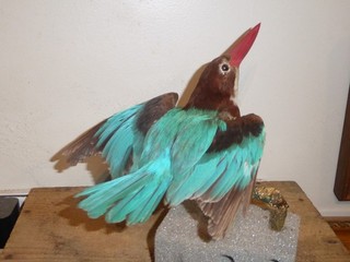 vintage taxidermy white throated kingfisher (Halcyon smyrnensis)