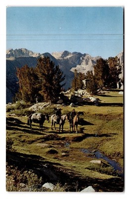 Vintage Sierra Nevada Mountains California Cowboy Trail Postcard 1965