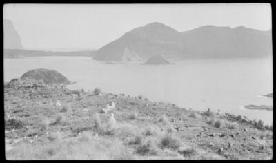 Lord Howe Island Flock of masked boobies and other birds, Lord How - Old Photo