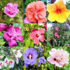 HIBISCUS SYRIACUS IN MIX 100 SEMI + SPEDIZIONE GRATUITA