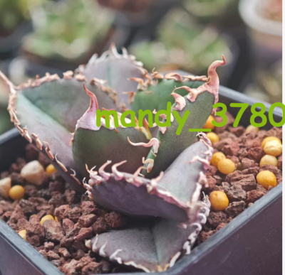 アガベ super titanota Agave ”super titanota” M size | Cactus Green