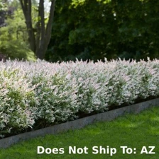 Tri-Color Dappled Willow 2 gallon Outdoor Floweing Salix Integra Hakuro-Nishiki