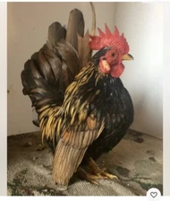 9 + 3 SQ Fresh Serama Hatching Eggs Splash Blue Black Chocolate Mottled! NPIP