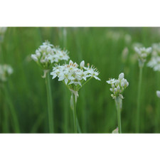 Allium tuberosum - Schnittknoblauch - 9cm Topf