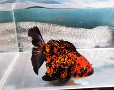 XL Volcano Red Tiger Shogun Oranda Goldfish WYSIWYG 1