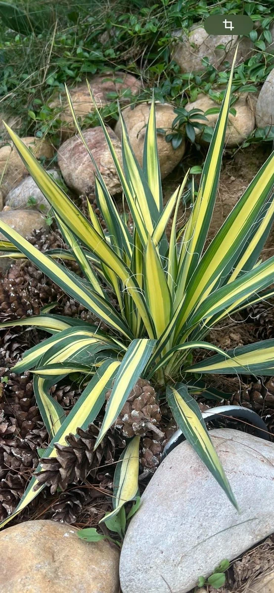 Yucca Plants for sale | eBay