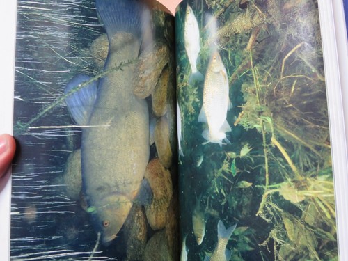 LA PESCA IN LOMBARDIA La storia le specie le tecniche l ambiente ANGELO MOJETTA - Foto 4 di 5