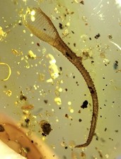 Fósil ámbar insecto natural birmita cola de lagarto avispa birmita