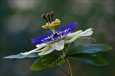 PASSIFLORA CAERULEA, 10 SAMEN + GESCHENK