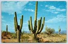 Postcard AZ Saguaro Cactus Sunny Southwest Chrome Vintage PC N2080