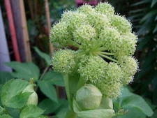 50 Angelica Seeds - Angelica archangelica - Non-GMO Heirloom Seeds