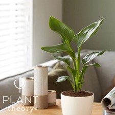 30cm Strelitzia reginae Bird of Paradise Banana Plant Plant Houseplant 12cm Pot