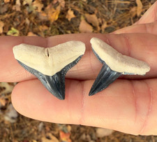 Pair Of LARGE  1” Blue Bone Valley Fossil Bull/ Lemon Shark Teeth Miocene