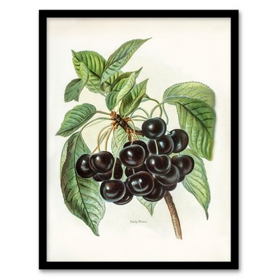 John Wright gerahmtes Wandbild Vintage Illustration früher Flüsse Kirschen