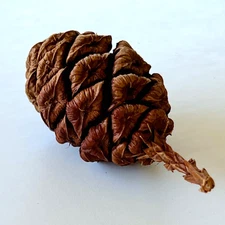 16 Dawn Redwood Pine Cones – Natural Beauty for Art, Holiday & Craft Decor! 🎄✨