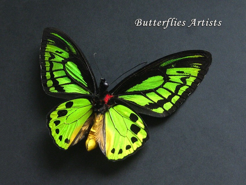 Ornithoptera priamus ♂♀ 標本 Ornithoptera Priamus Poseidon XL Birdwing Butterfly Framed