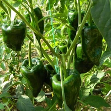 Poblano Pepper Seeds, Ancho Heirloom, Non-GMO, Mild Heat, Free Shipping