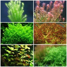 live aquarium plants 6 Species 50 Stems Low Light Package Great For Beginners